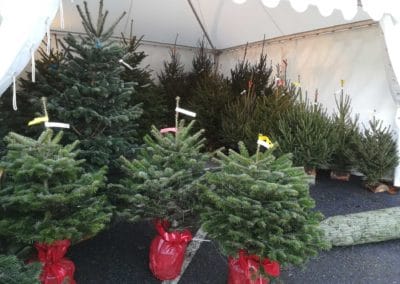 vente sapin noel en pot jardinerie pradel horticulture