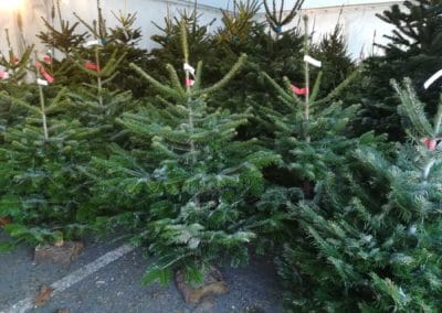 vente sapin noel jardinerie pradel horticulture