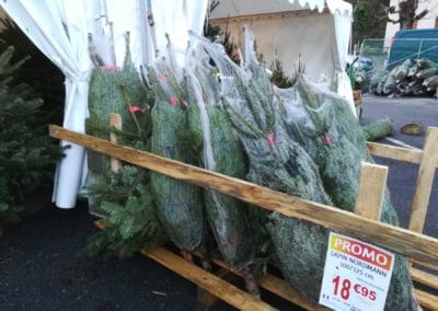 vente sapin noel nordmann jardinerie pradel horticulture