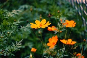 Les plantes fleuries d'extérieur