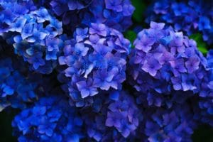 plantes fleuries exterieur pradel horticulture