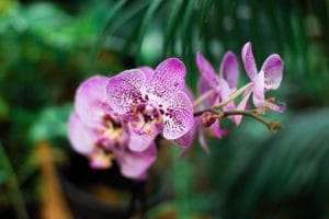 Plantes fleuries d'intérieur