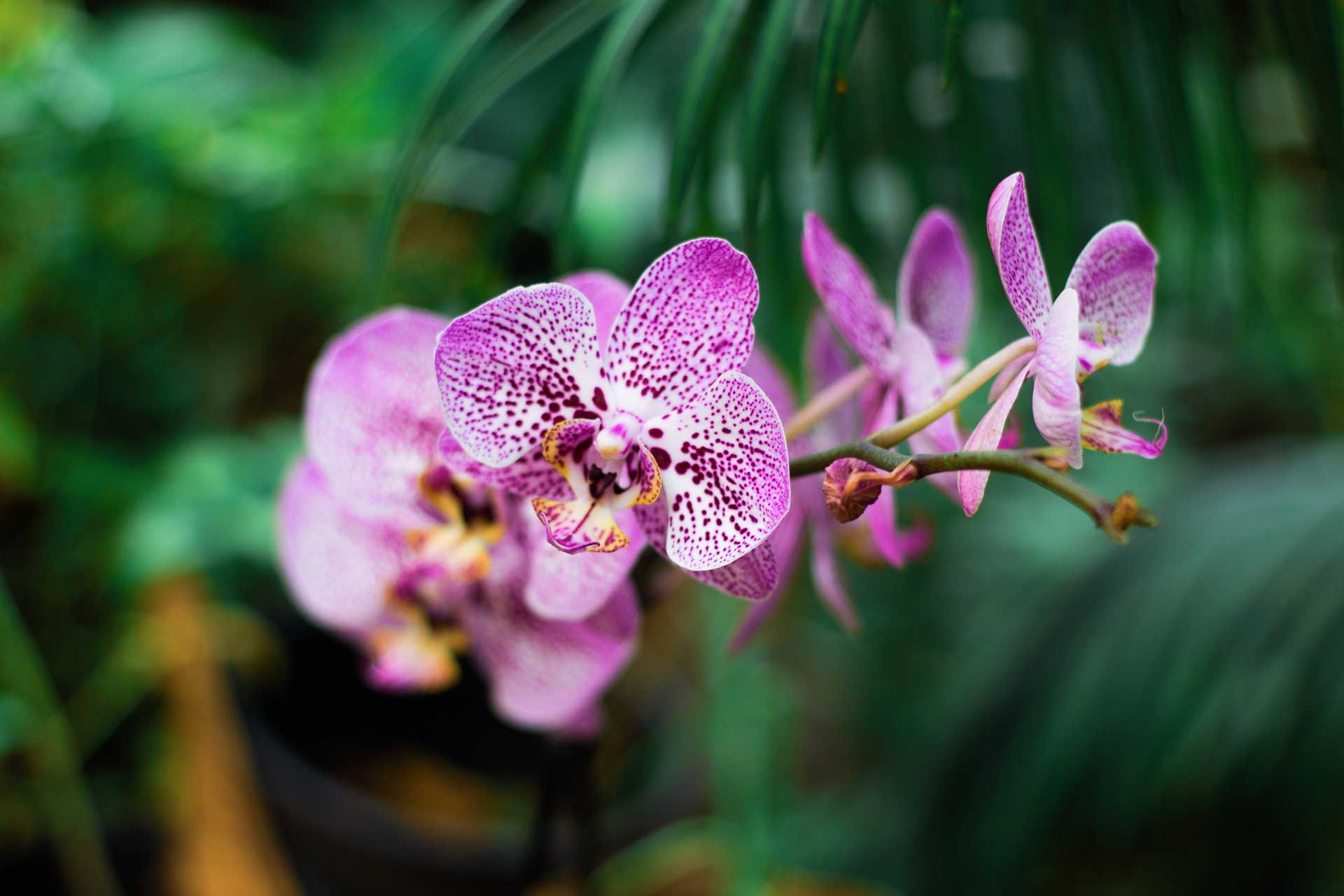 Les plantes fleuries d'intérieur