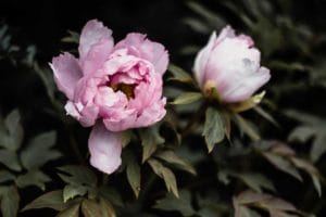 Plantes de terre de bruyère