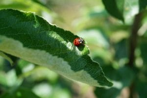 Produits bio et traitements naturels