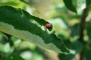 Les produits bio et traitements naturels