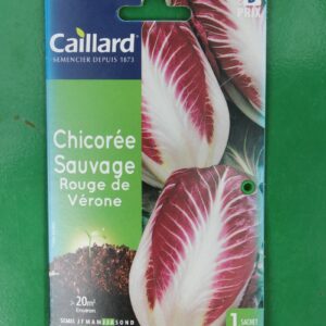 Graines chicoree sauvage rouge de verone caillard 1