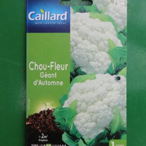 Graines chou fleur géant dautomne caillard 1