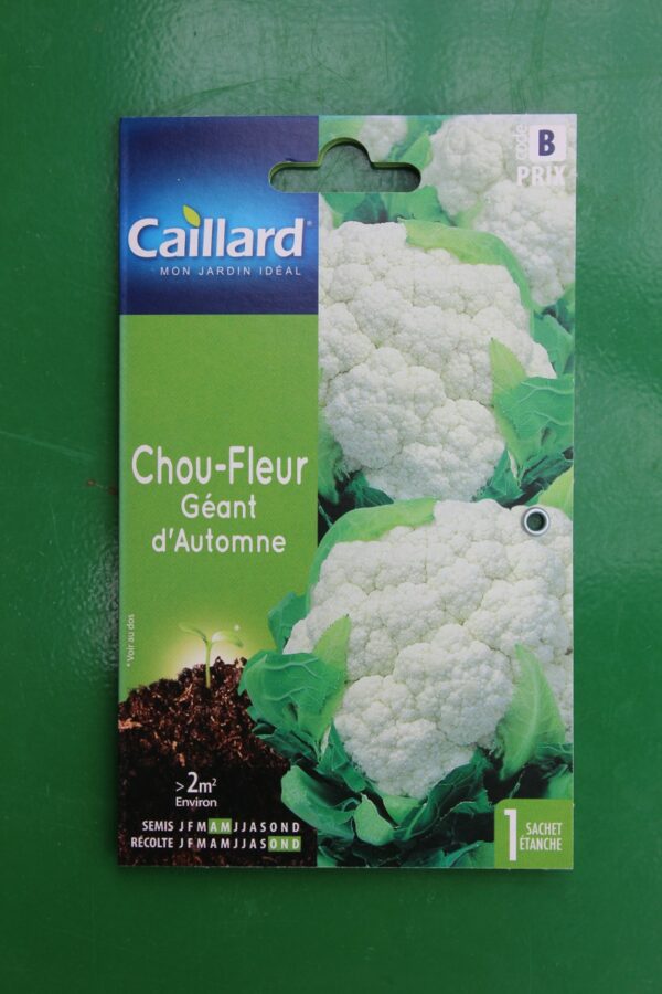 Graines chou fleur géant dautomne caillard 1