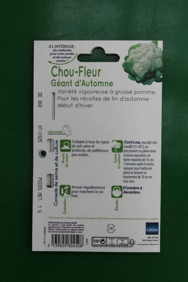 Graines chou fleur géant dautomne caillard 2