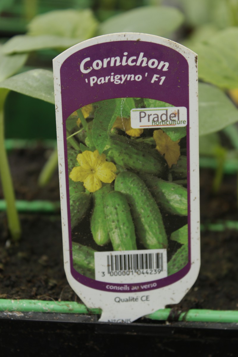Cornichon parigyno f1 plants potager jardipradel 2 Jardi Pradel