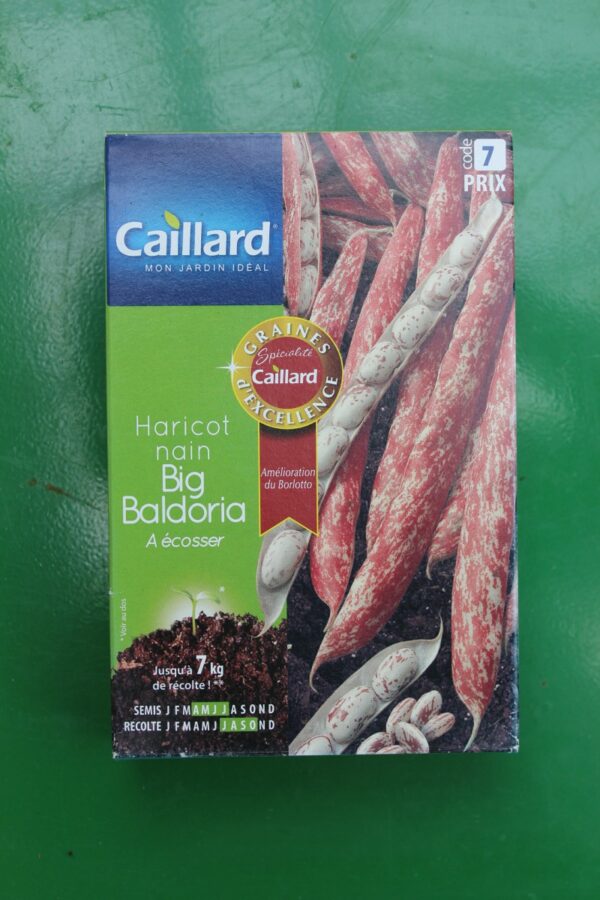 Graines excellence haricot nain big baldoria a ecosser caillard 1