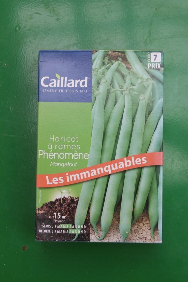 Graines haricot à rames phénomène mangetout caillard 1