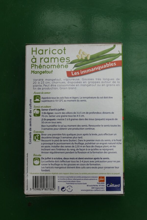 Graines haricot à rames phénomène mangetout caillard 2