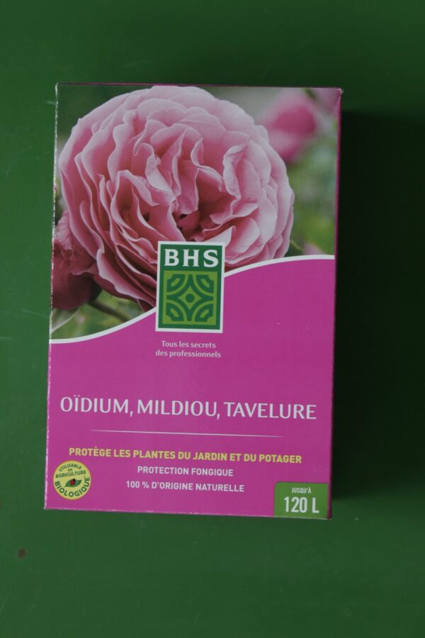 Oidium Mildiou Tavelue BHS 1