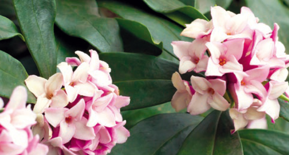 Bois joli Jardi Pradel Jardinerie et fleuriste à BagnèresdeLuchon