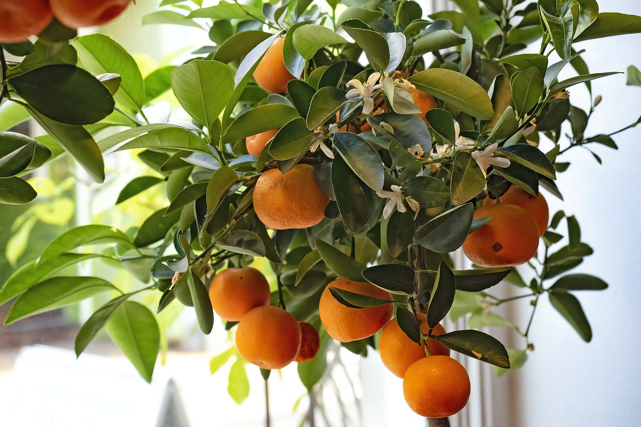 Citrus Unshiu Satsuma Mandarinier Jardi Pradel Jardinerie et