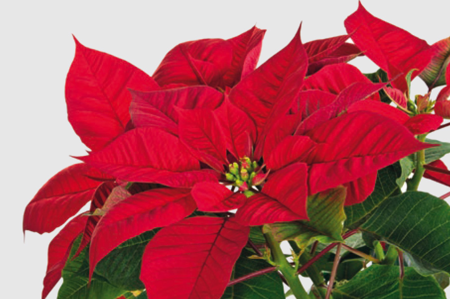 Etoile de Noel Jardi Pradel Jardinerie et fleuriste à Bagnèresde