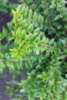 Lonicera Nitida Maigrun 1