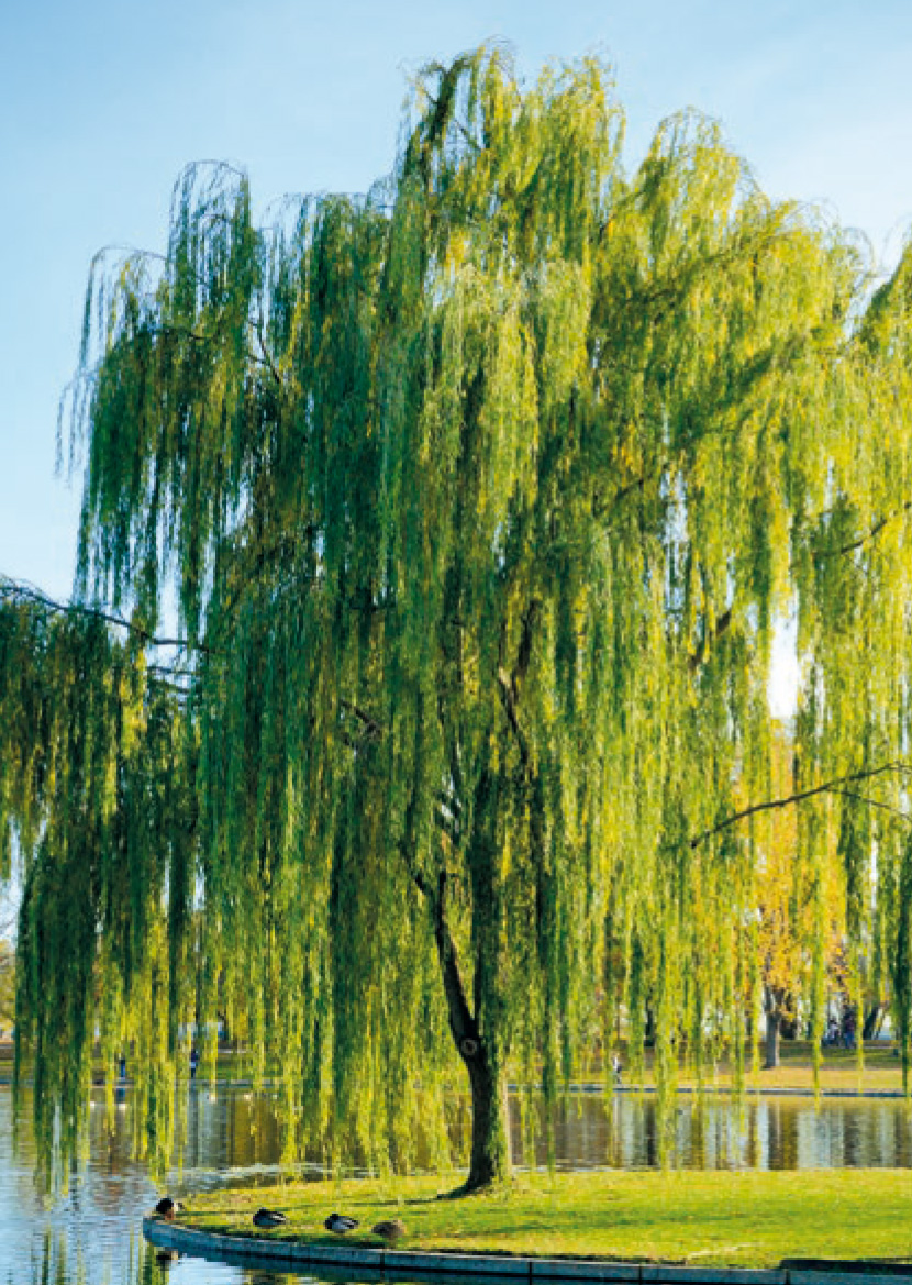 Saule pleureur Jardi Pradel Jardinerie et fleuriste à Bagnèresde