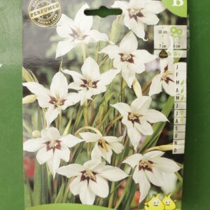 Acidanthera Callianthus Muroelae Jardi Pradel