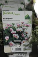 Anacyclus Pyrethrum Var. Depressus 1