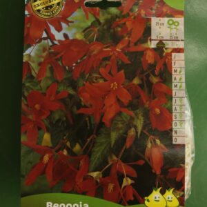 Begonia Bertinii Jardi Pradel