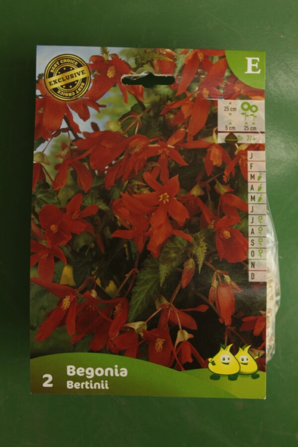 Begonia Bertinii Jardi Pradel