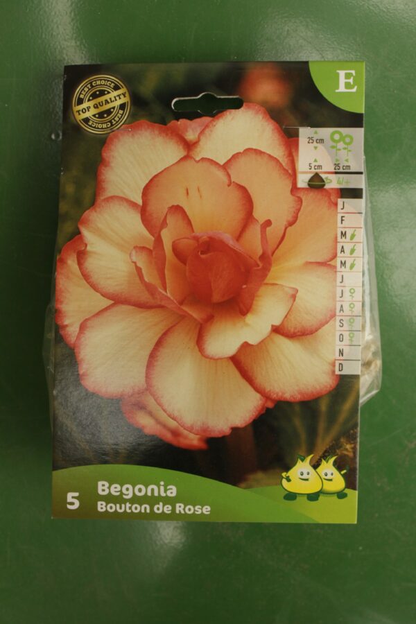 Begonia Bouton de rose Jardi Pradel