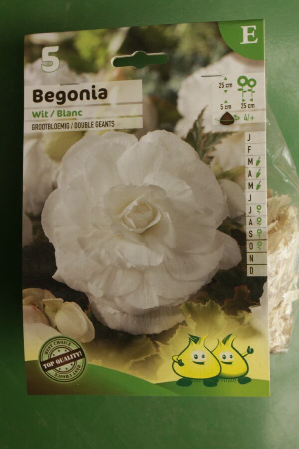 Begonia Double Blanc Jardi Pradel
