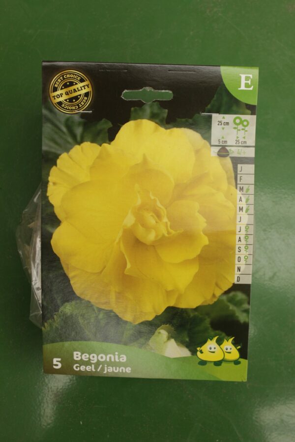 Begonia Double Geel Jaune Jardi Pradel