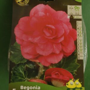 Begonia Double Rose Jardi Pradel