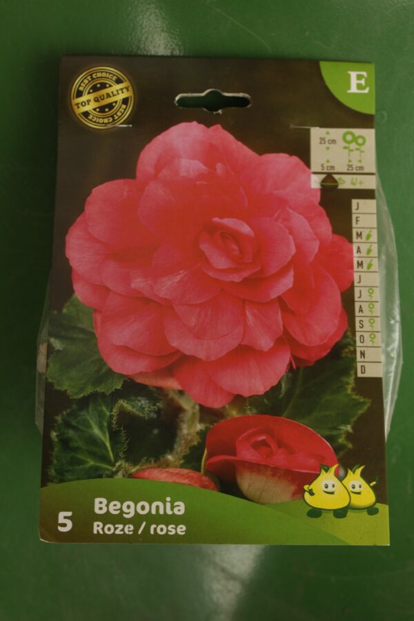 Begonia Double Rose Jardi Pradel