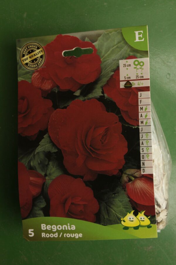 Begonia Double Rouge Jardi Pradel