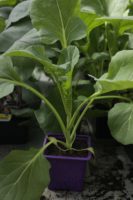 Chou de Bruxelles Bright F1 1