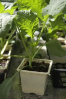 Chou de Milan Capriccio F1 1