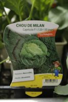 Chou de Milan Capriccio F1 2