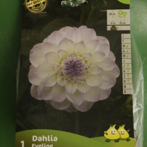 Dahlia Ball Eveline Jardi Pradel