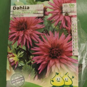 Dahlia Border Cactus Paars Jardi Pradel
