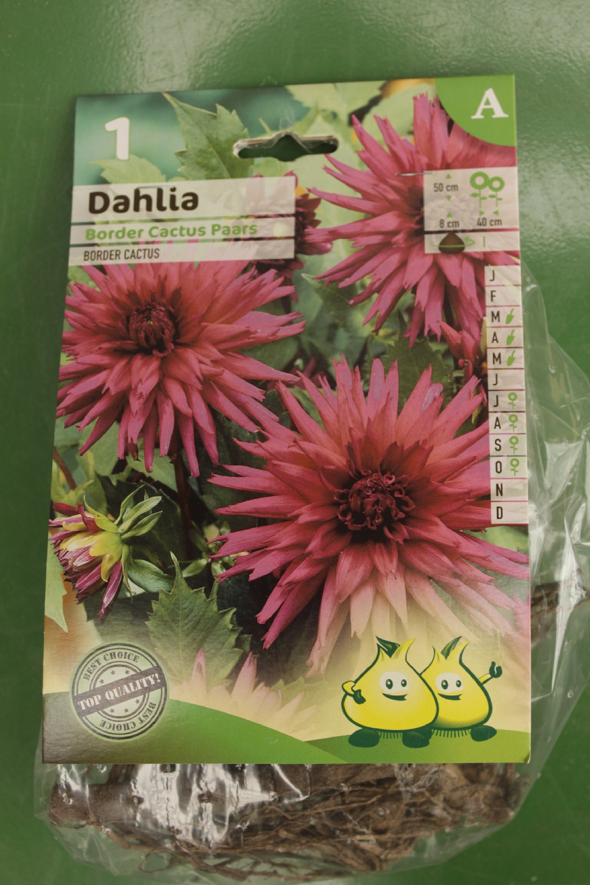 Dahlia Border Cactus Paars Jardi Pradel
