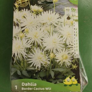 Dahlia Border Cactus Wit Jardi Pradel
