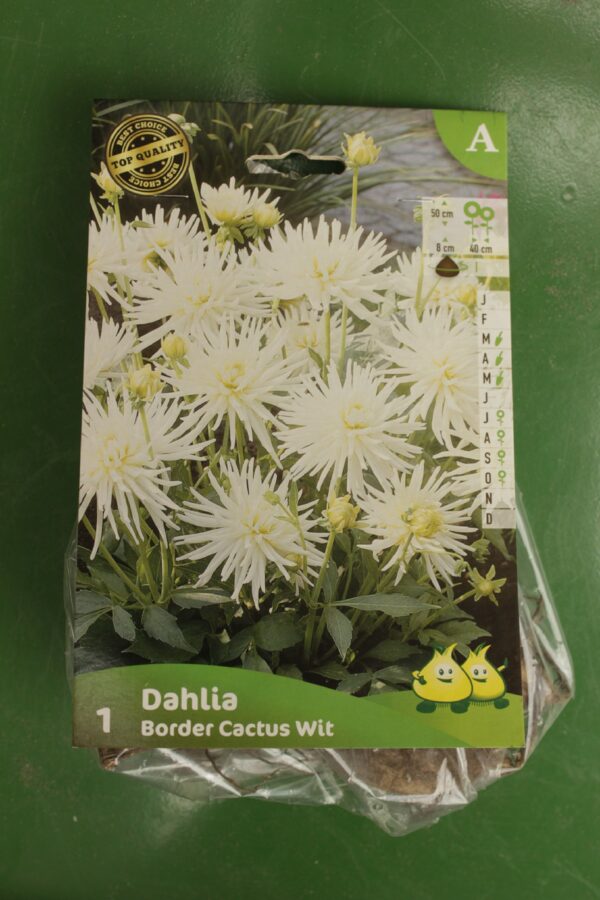 Dahlia Border Cactus Wit Jardi Pradel