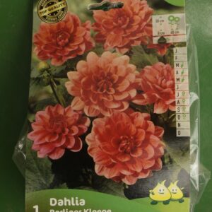 Dahlia Border Decoratif Berliner Kleene Jardi Pradel