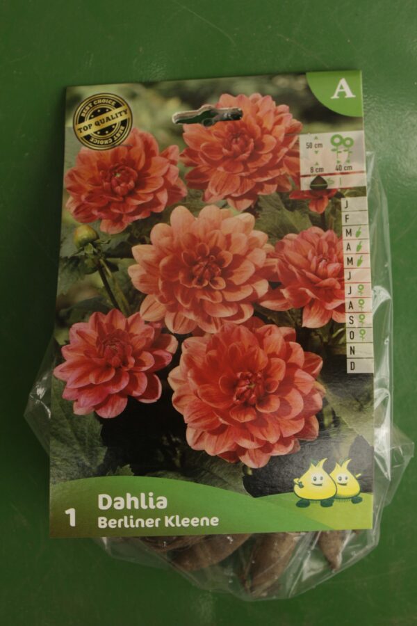 Dahlia Border Decoratif Berliner Kleene Jardi Pradel