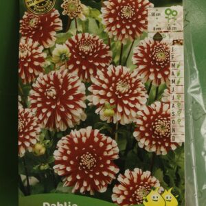 Dahlia Border Decoratif Musette Jardi Pradel