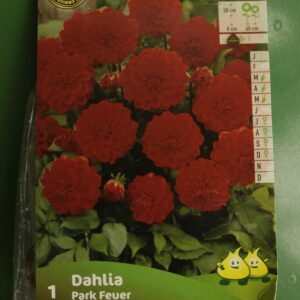 Dahlia Border Decoratif Park Fever Jardi Pradel