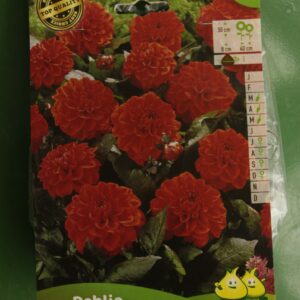 Dahlia Border Decoratif Roquencourt Jardi Pradel