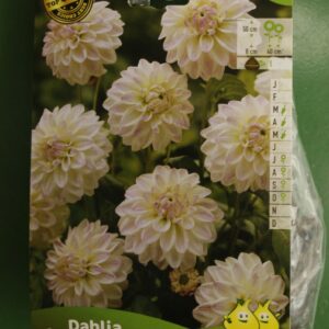 Dahlia Border Decoratif Wittem Jardi Pradel