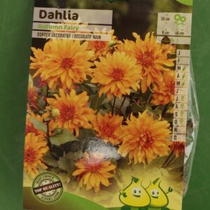 Dahlia Border Decoratif nain Autumn Fairy Jardi Pradel