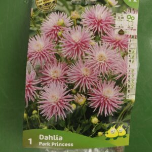 Dahlia Border Park Princess Jardi Pradel
